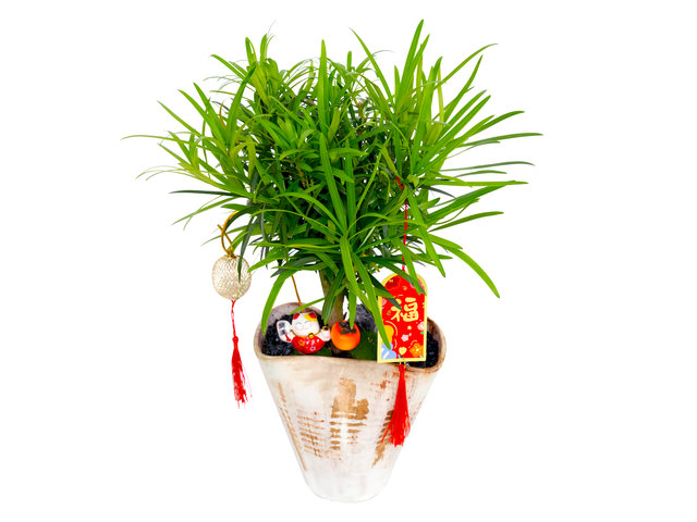 Flower Shop Plants - Chinese New Year Buddhist Pine Plant AP25 - CF20102A6 Photo