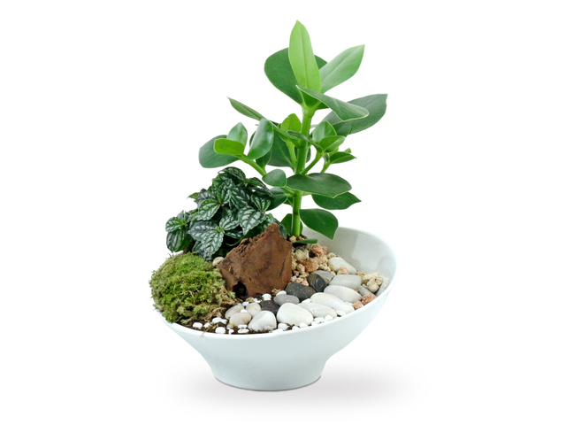 Flower Shop Plants - Green Good Luck Plant T01 - L36668575 Photo