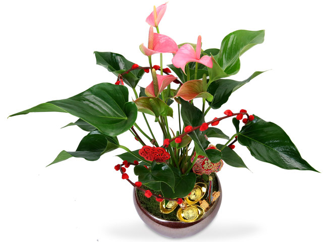 Flower Shop Plants - Pink Anthurium Plant MQ1 - CF20125A3 Photo